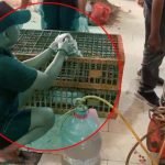 Penjualan Ayam Gelonggongan di Pasar Kebayoran Lama Terbongkar, Polisi Tangkap Pelaku