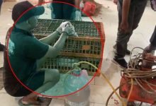 Penjualan Ayam Gelonggongan di Pasar Kebayoran Lama Terbongkar, Polisi Tangkap Pelaku