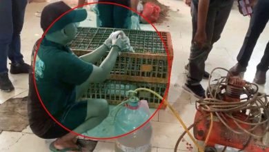 Penjualan Ayam Gelonggongan di Pasar Kebayoran Lama Terbongkar, Polisi Tangkap Pelaku