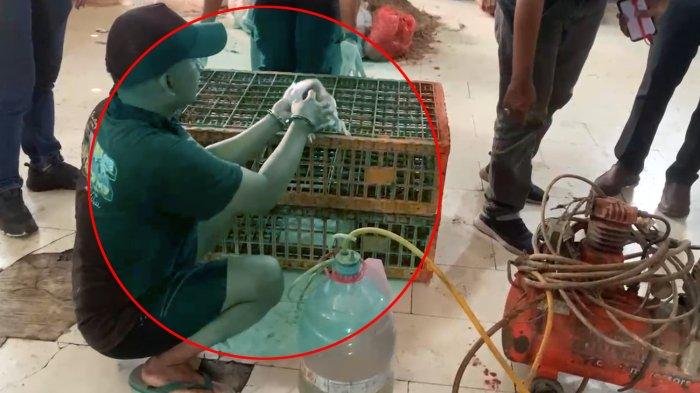 Penjualan Ayam Gelonggongan di Pasar Kebayoran Lama Terbongkar, Polisi Tangkap Pelaku