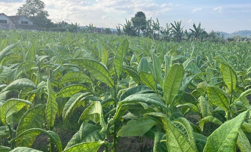 Gudang Garam Stop Beli Tembakau Temanggung, Petani Gigit Jari di Tengah Panen