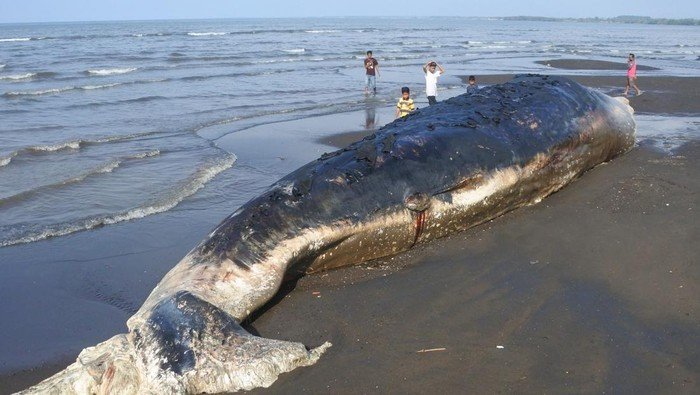Bangkai Paus Sperma Membusuk di Pantai Sletreng Situbondo, Dikubur untuk Cegah Pencemaran