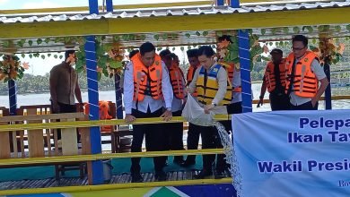 Gibran Rakabuming Tebar 50 Ribu Benih Ikan di Rowo Jombor, Dorong Ekologi dan Ekonomi Lokal
