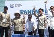 Wapres Gibran dan Titiek Soeharto Hadiri Panen Perdana Lobster di Batam