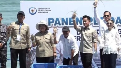Wapres Gibran dan Titiek Soeharto Hadiri Panen Perdana Lobster di Batam