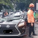Pengemudi Mobil Lexus Meninggal Usai Tertimpa Pohon Tumbang di Pondok Indah