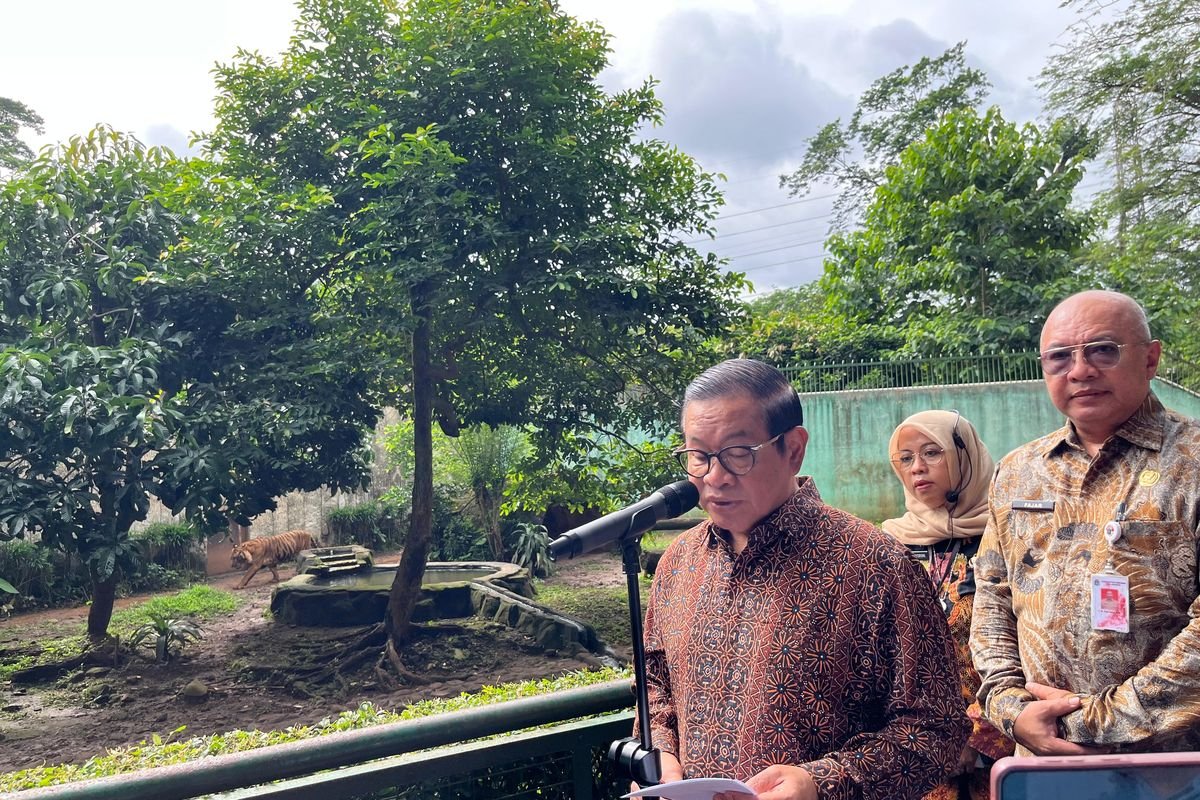 Gubernur DKI Pramono Anung Pastikan Harimau di Ragunan Sehat, Bantah Isu Pakan Dibawa Pulang Petugas